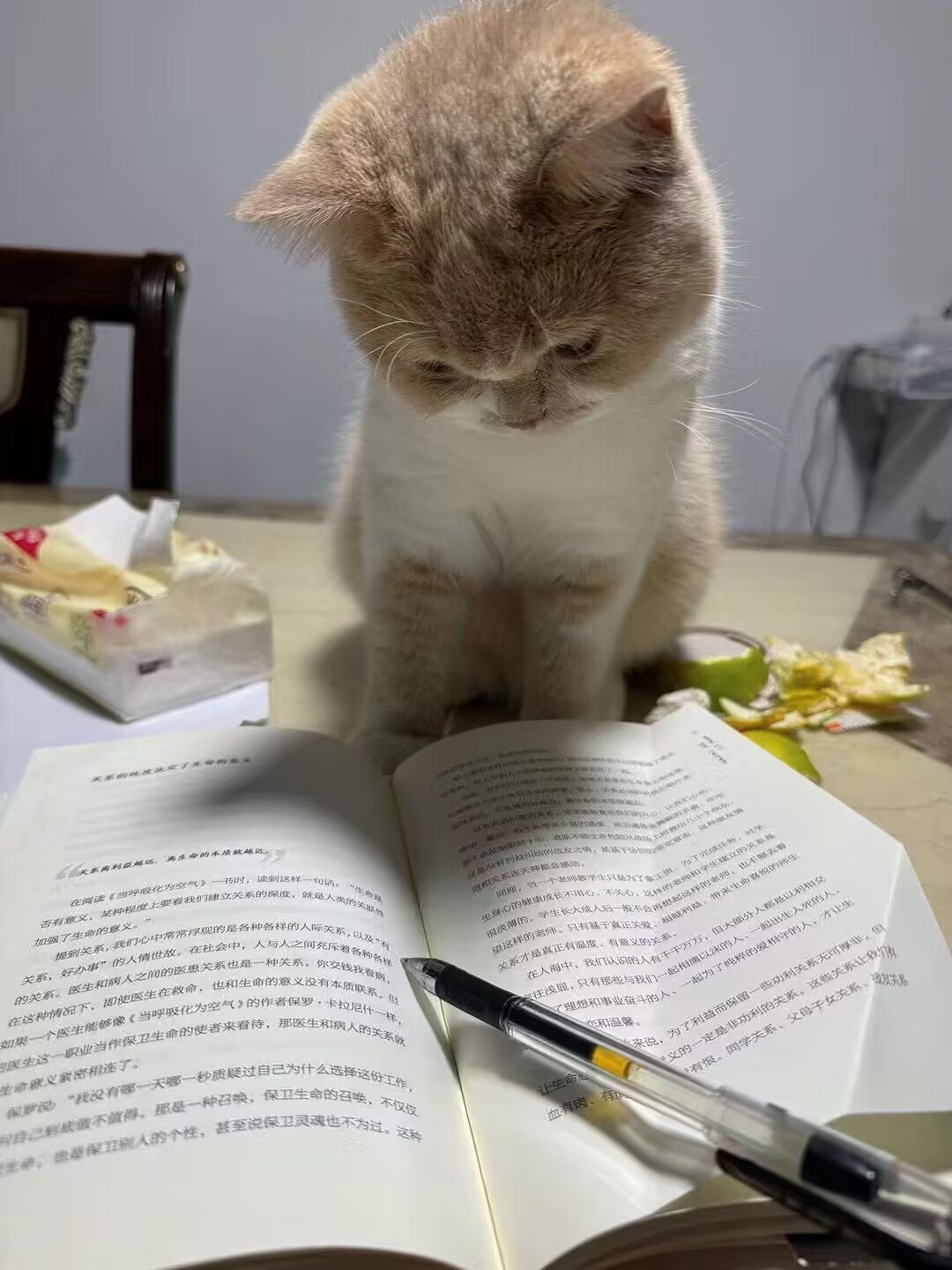 小咩猫 Logo